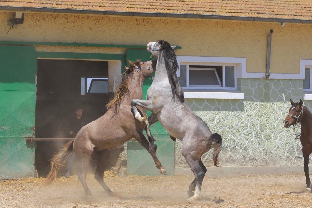 91015_wuciwug_8c948159_cas-in-torunlar.jpeg