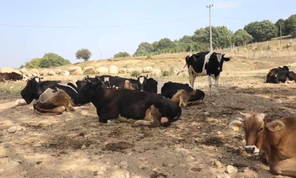108537_wuciwug_37132efa_canakkale-den-s.jpeg