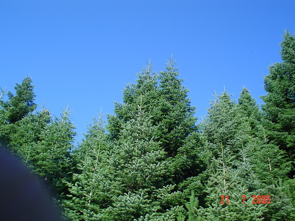 6432_wuciwug_07dbdf90_yesil-dunya-kaz.jpeg